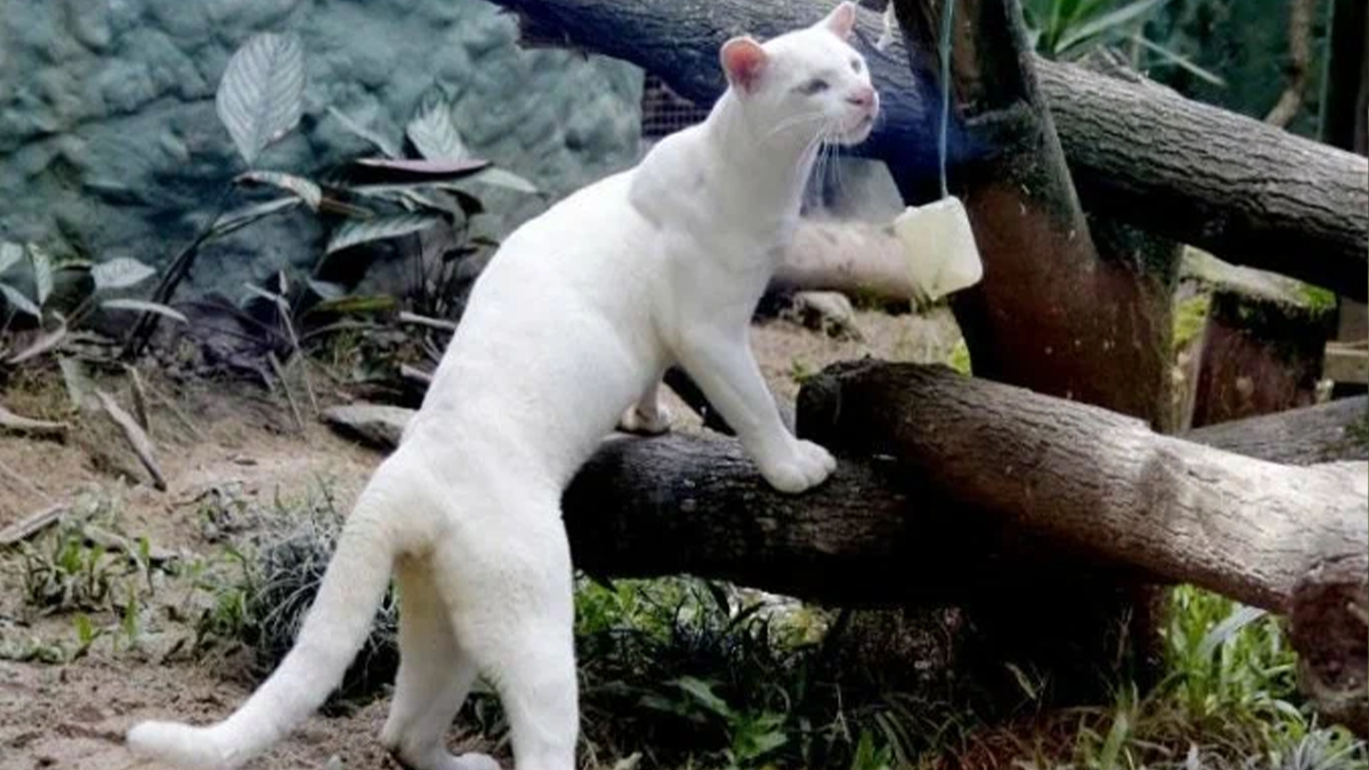Подобрала белого котёнка Пума альбинос